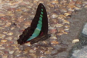 Common Bluebottle